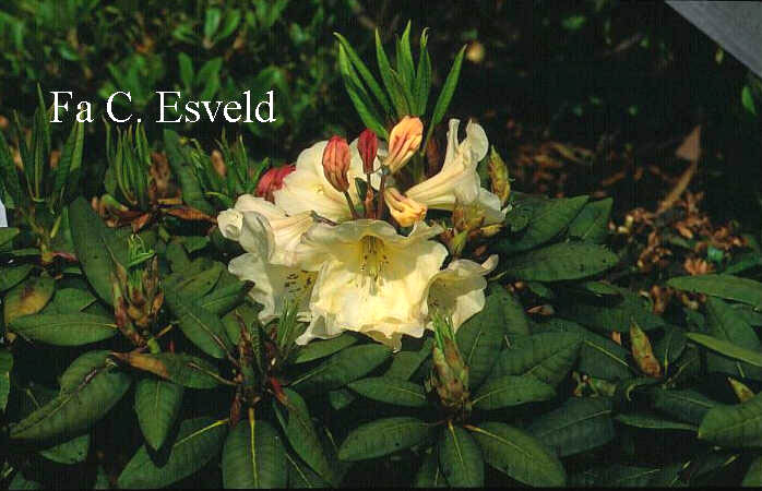 Rhododendron 'Desert Gold' Rhododendron 'Desert Gold'