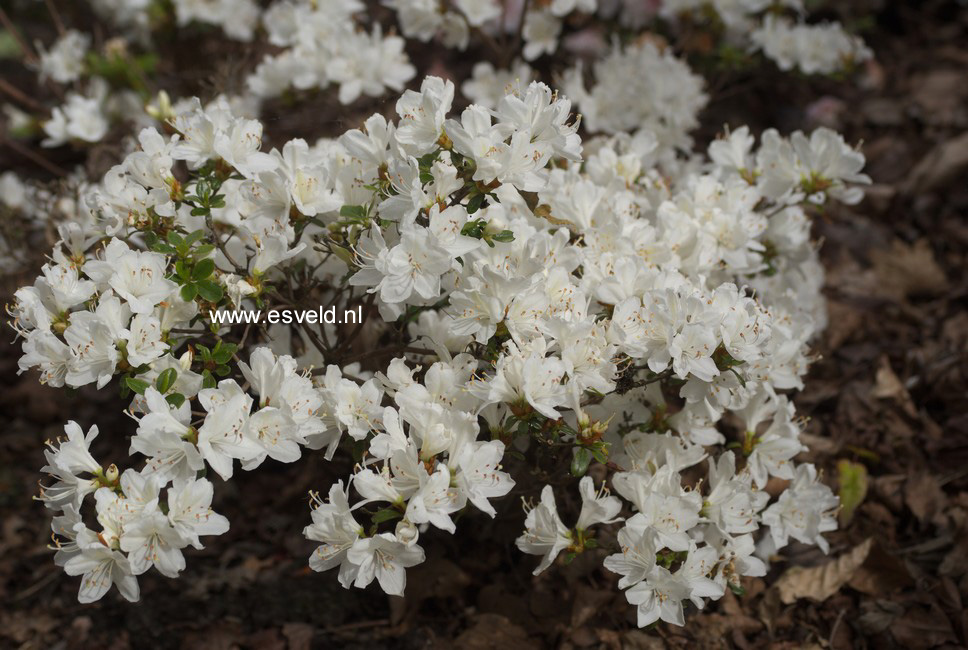 Rhododendron 'Diamant Wit' (Azalea)