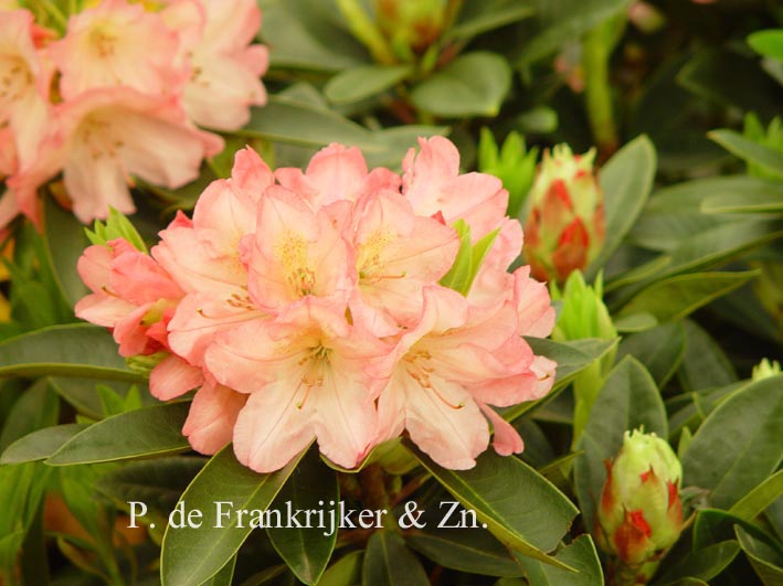 Rhododendron 'Diana'