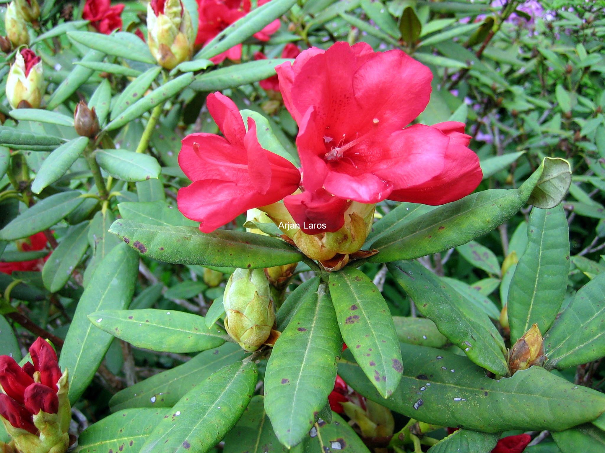 Rhododendron 'Directeur Dorsman'