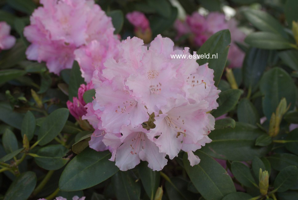 Rhododendron 'Don Giovanni'