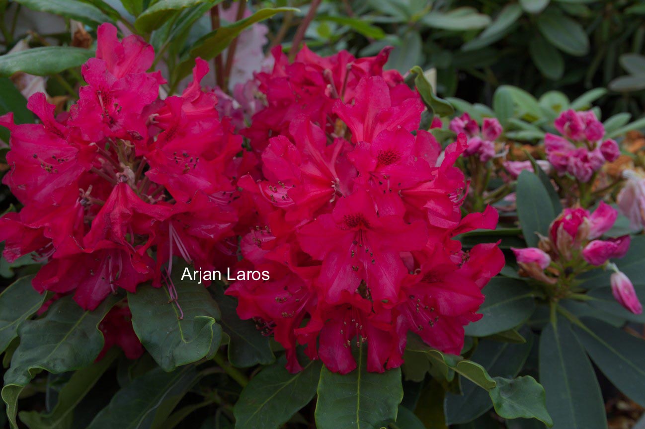 Rhododendron 'Doncaster'