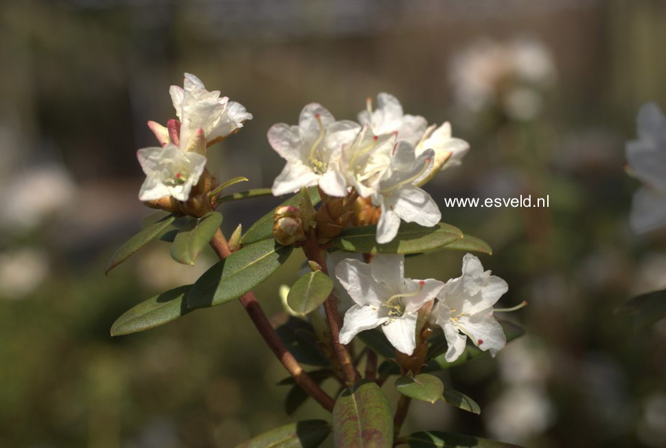 Rhododendron 'Donna Totten'
