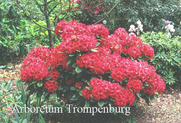 Rhododendron 'Dopey'