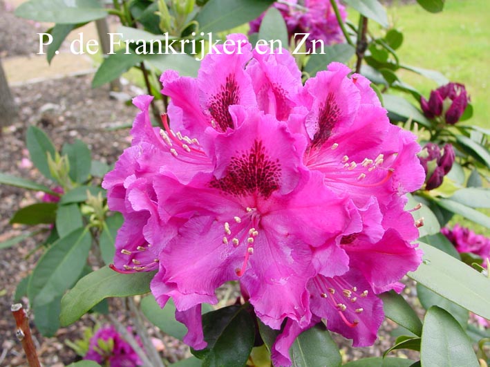 Rhododendron 'Dorothy Amateis'