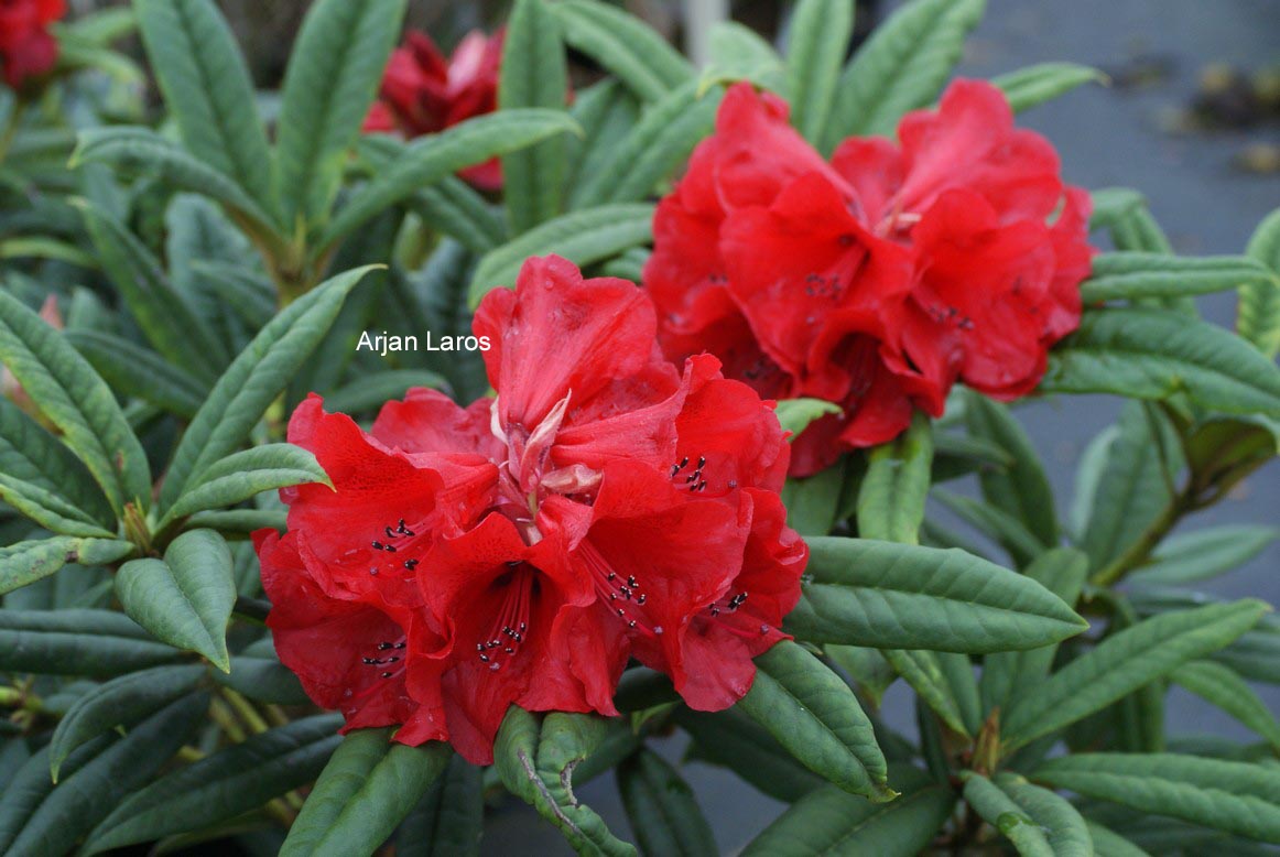 Rhododendron 'Double Winner'