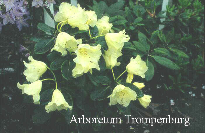 Rhododendron 'Doubloons'