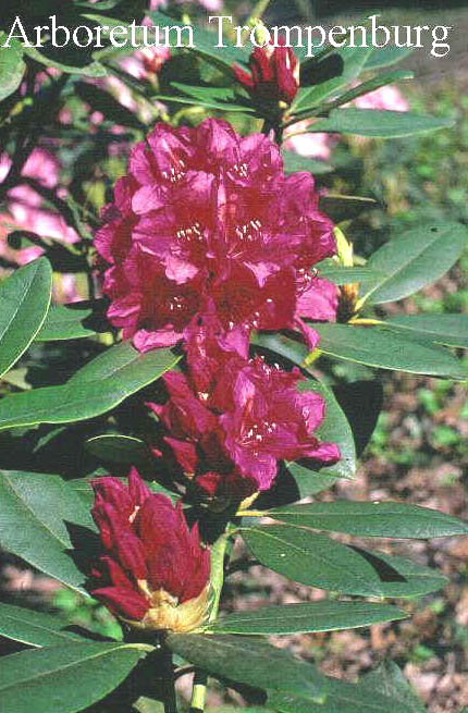 Rhododendron 'Dr. H.C. Dresselhuys'