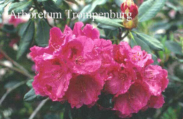 Rhododendron 'Dr. Tjebbes'