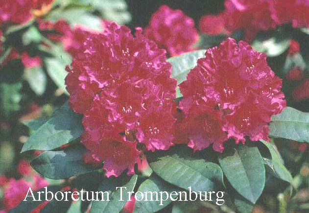 Rhododendron 'Dr. V.H. Rutgers'