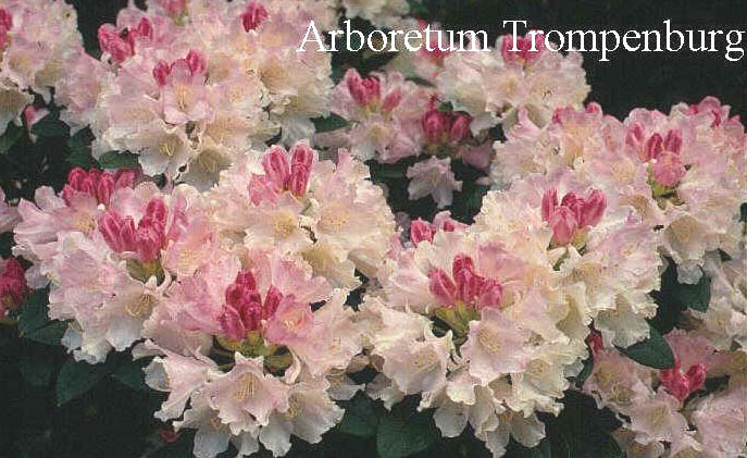 Rhododendron 'Dreamland'