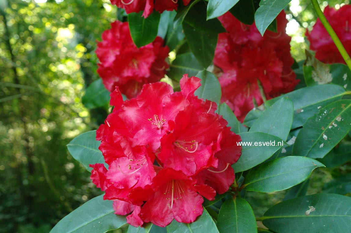 Rhododendron 'Earl of Athlone'