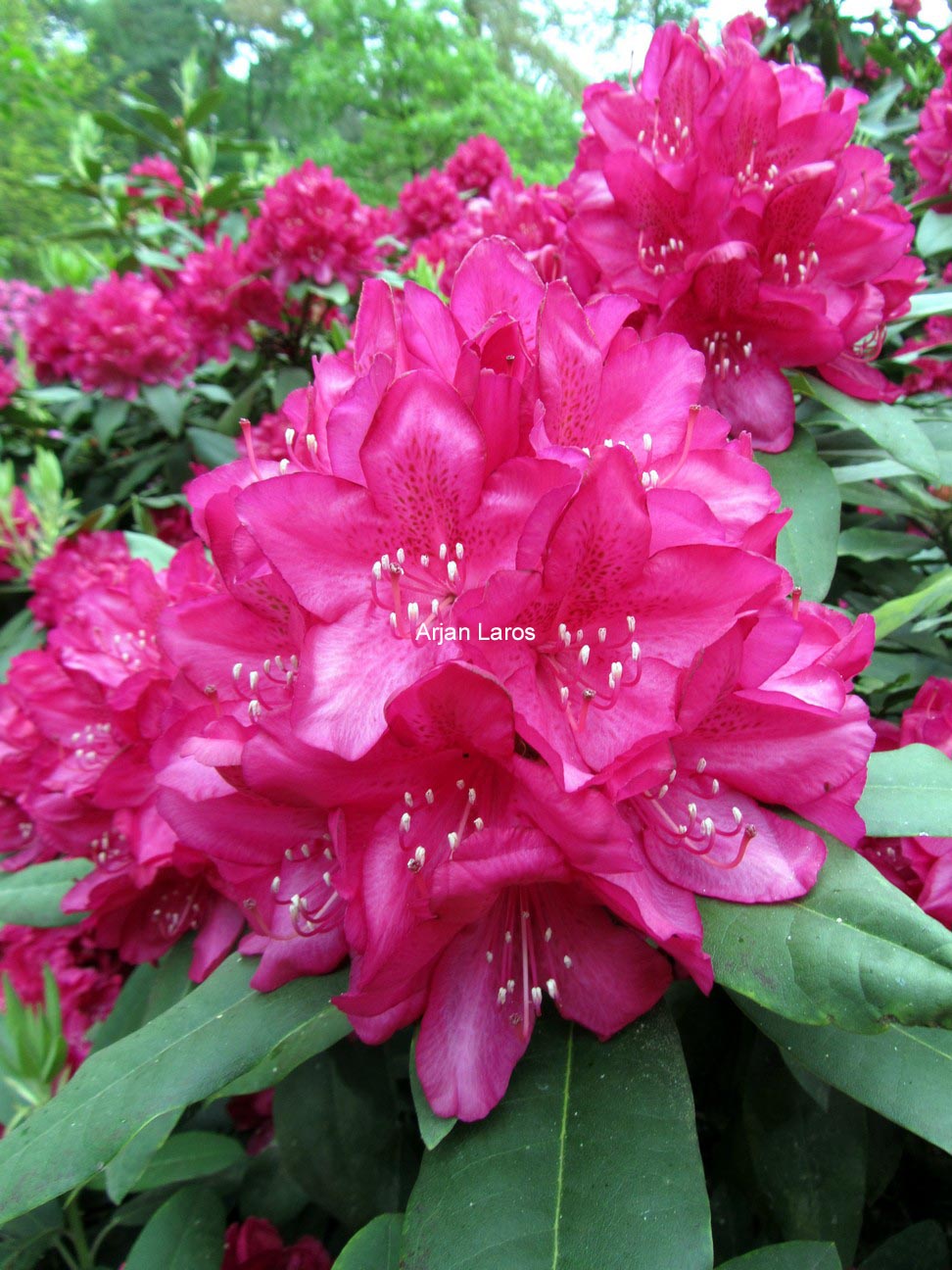 Rhododendron 'Edward S. Rand'