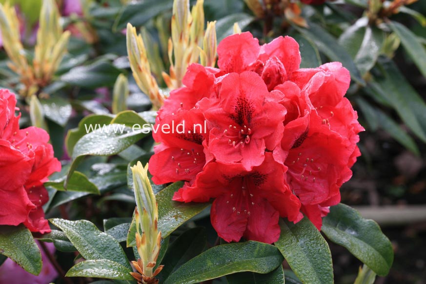 Rhododendron 'Eggert Rohwer'