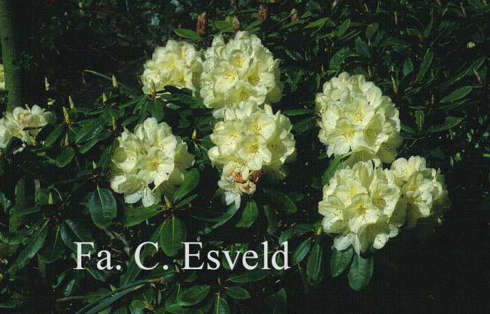 Rhododendron 'Ehrengold'