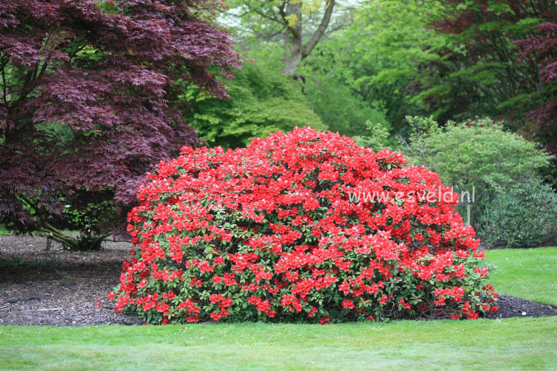 Rhododendron 'Elisabeth Hobbie'