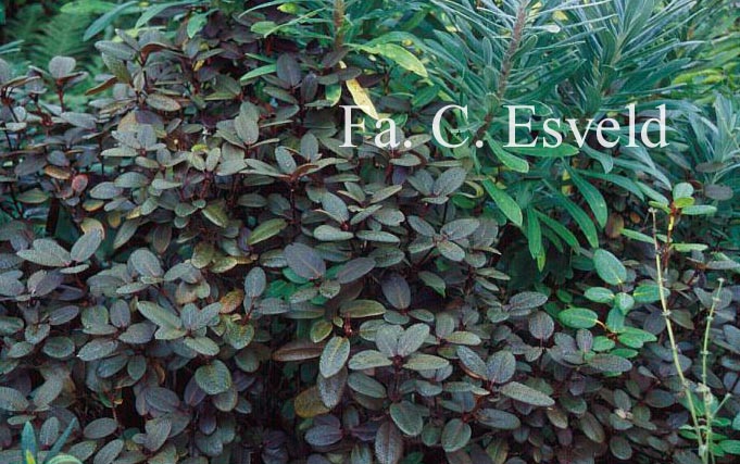 Rhododendron 'Elizabeth Lockhart'