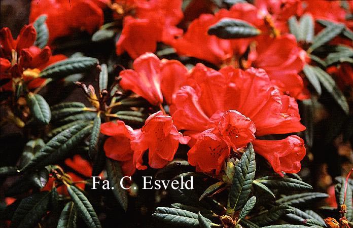 Rhododendron 'Elizabeth Red Foliage'