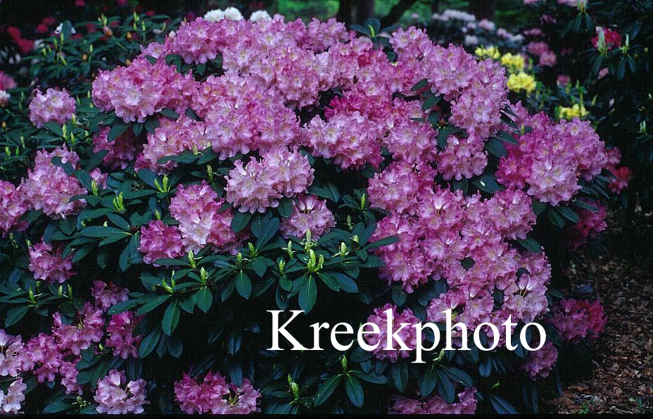 Rhododendron 'Emden'