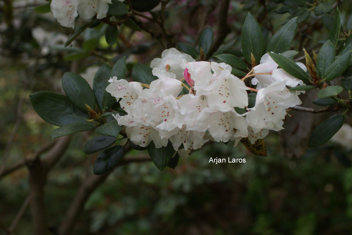 Rhododendron 'Enborne'
