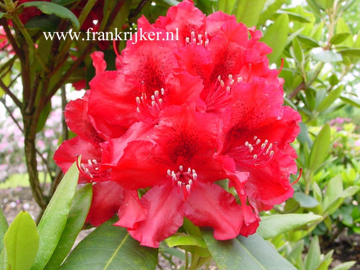 Rhododendron 'Erato'