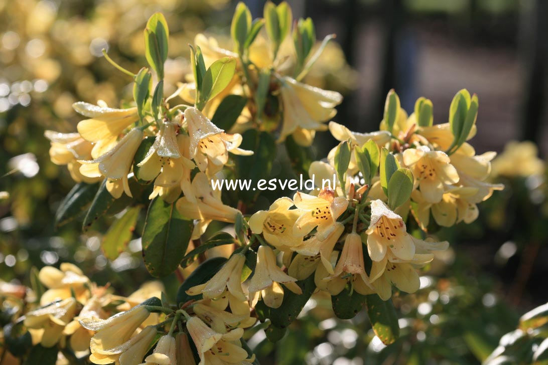 Rhododendron 'Eroica'