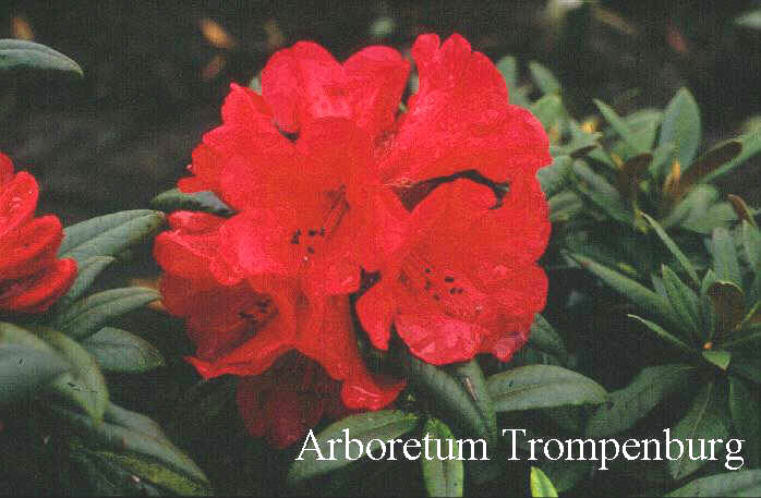 Rhododendron 'Etta Burrows'