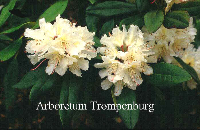 Rhododendron 'Euterpe' Rhododendron 'Euterpe'