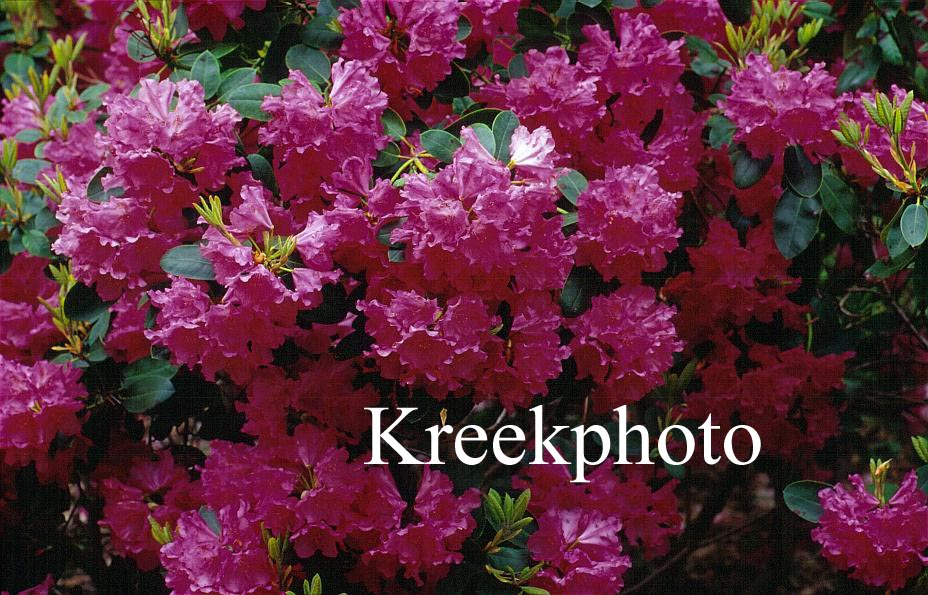 Rhododendron 'Evelyn' Rhododendron 'Evelyn'