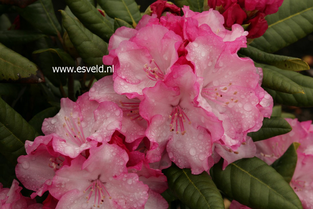 Rhododendron 'Explosion'
