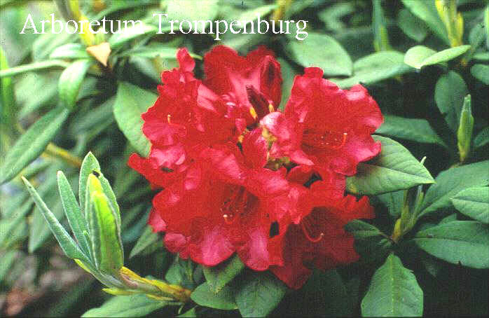 Rhododendron 'Fandango'