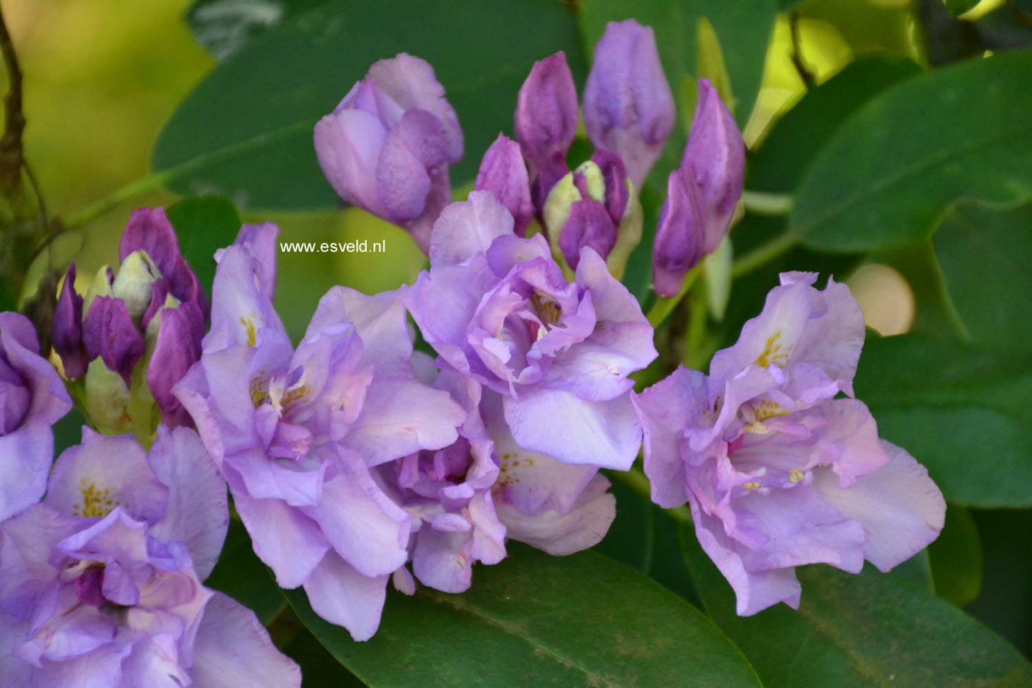 Rhododendron 'Fastuosum Plenum'