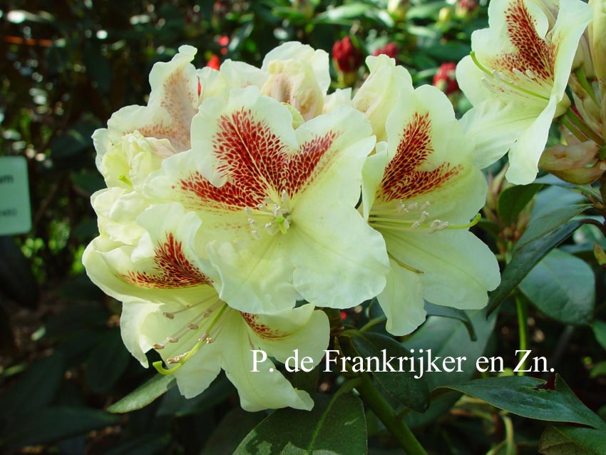 Rhododendron 'Fatima'