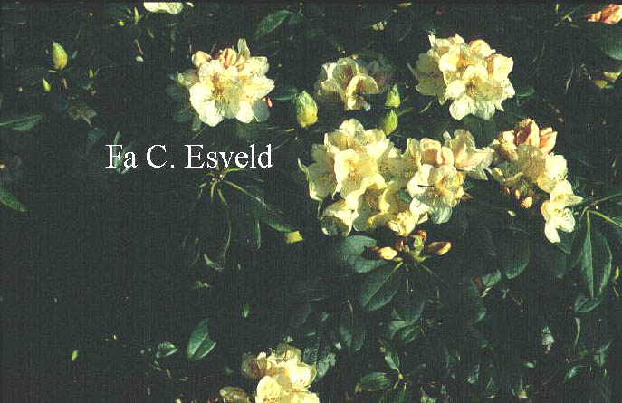 Rhododendron 'Festival'