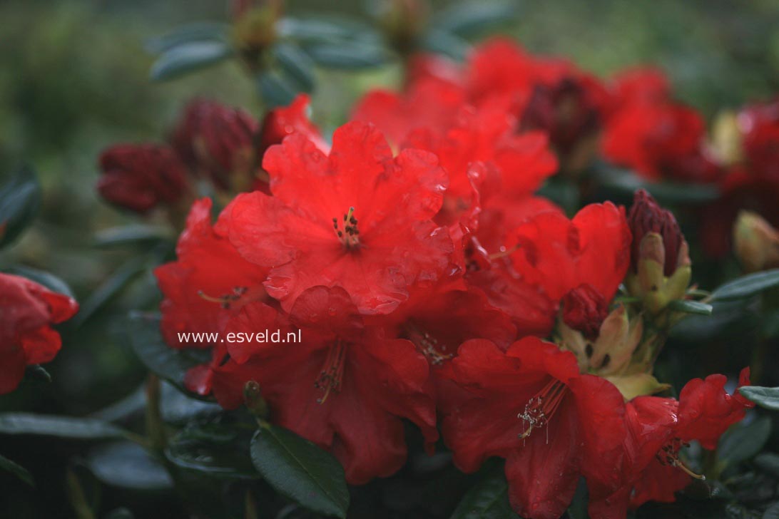 Rhododendron 'Flora's Boy'
