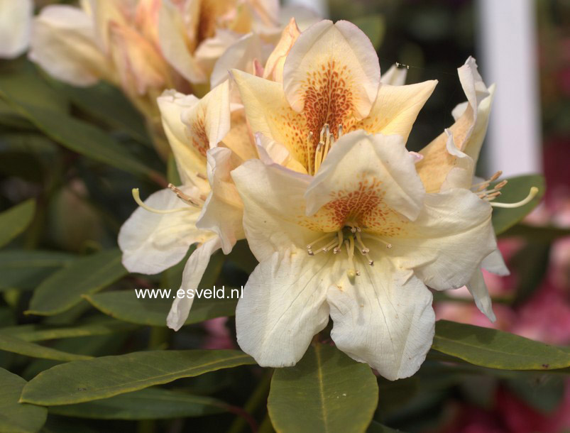 Rhododendron 'Forlana'