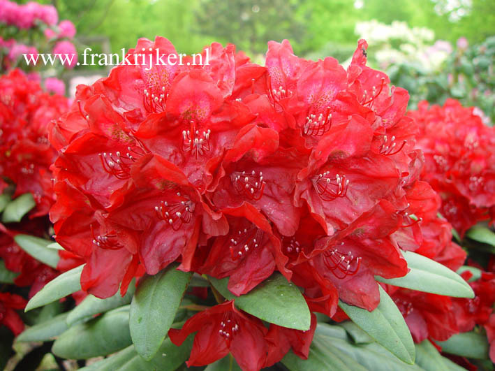 Rhododendron 'Franceska'