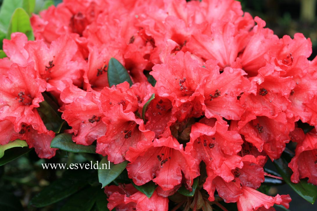 Rhododendron 'Fred Peste'