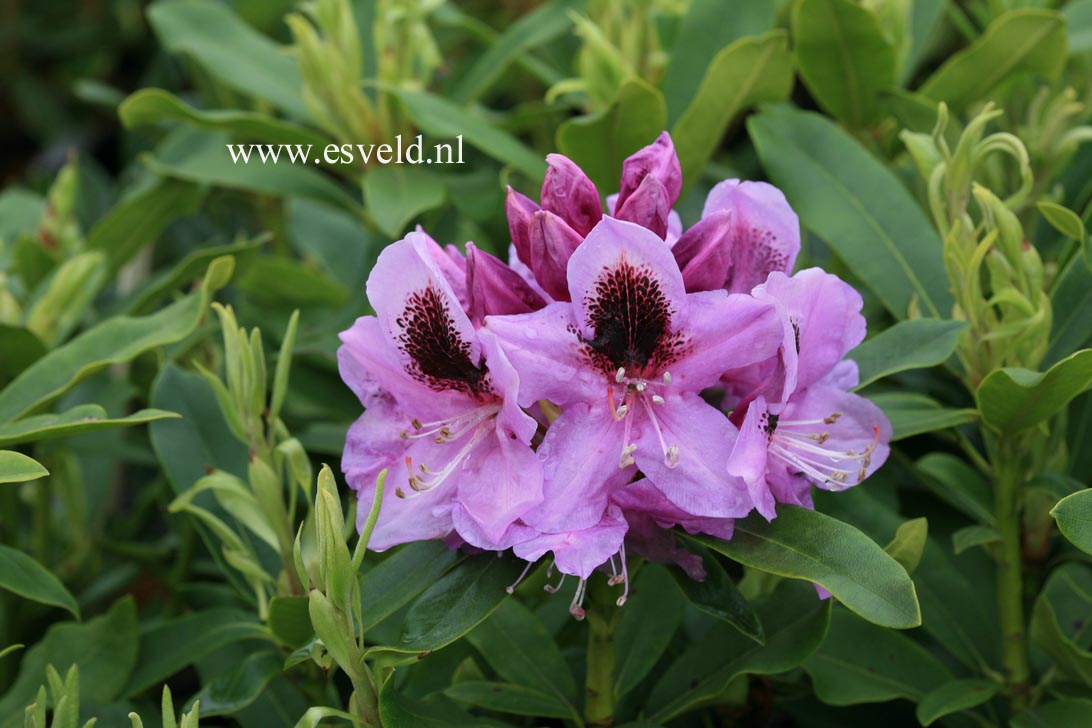 Rhododendron 'Friday'