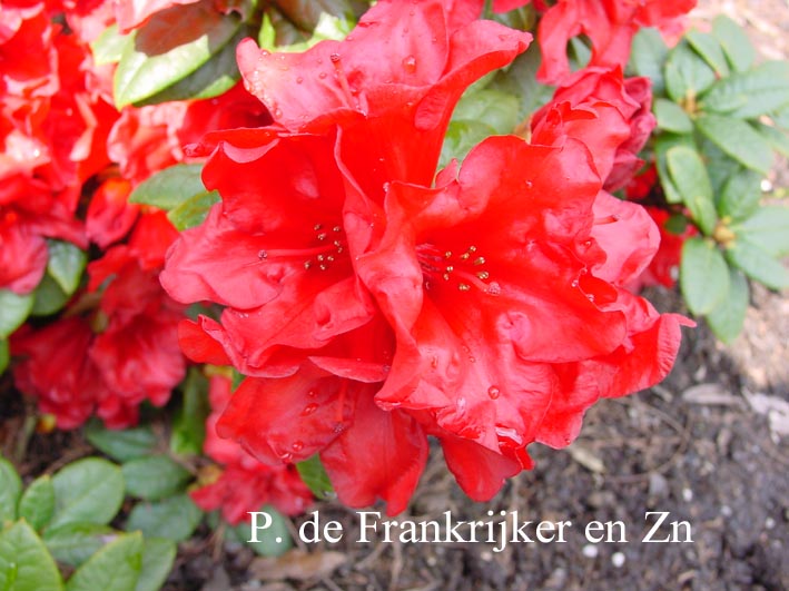 Rhododendron 'Friedrich Deus'