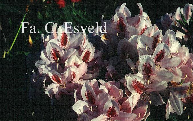 Rhododendron 'Furnival's Daughter'