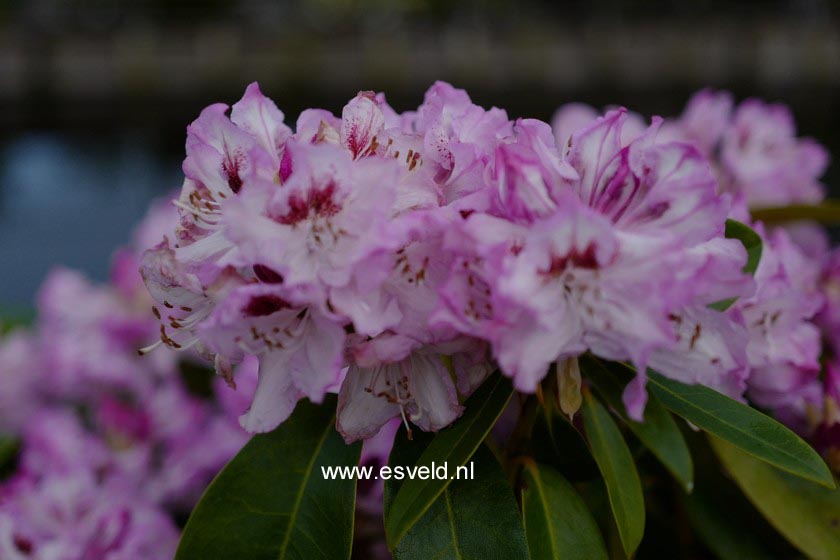 Rhododendron 'Gabriel Webica'