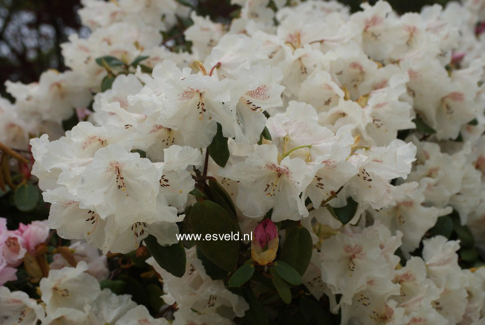 Rhododendron 'Gartendirektor Rieger'