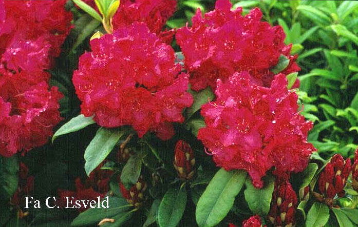 Rhododendron 'General Eisenhower'