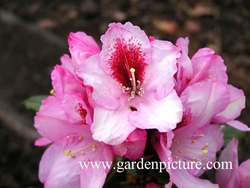 Rhododendron 'Genoveva'