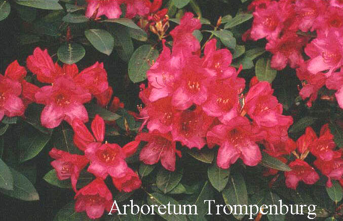 Rhododendron 'Georg Stipp' Rhododendron 'Georg Stipp'