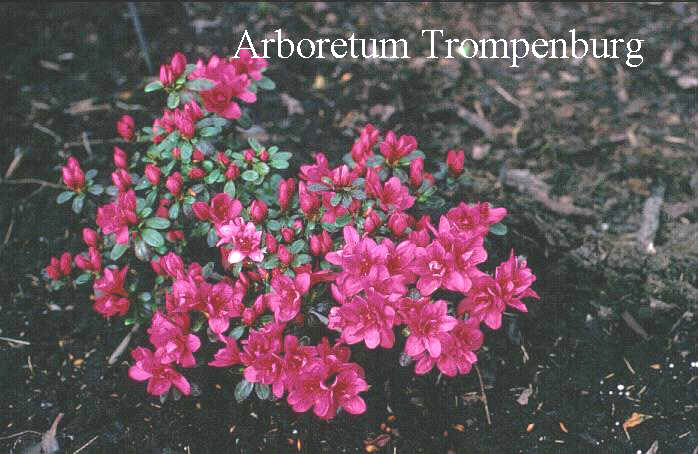 Rhododendron 'Ghislaine'