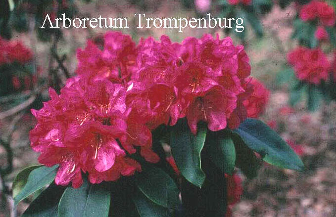 Rhododendron 'Gigi' Rhododendron 'Gigi'