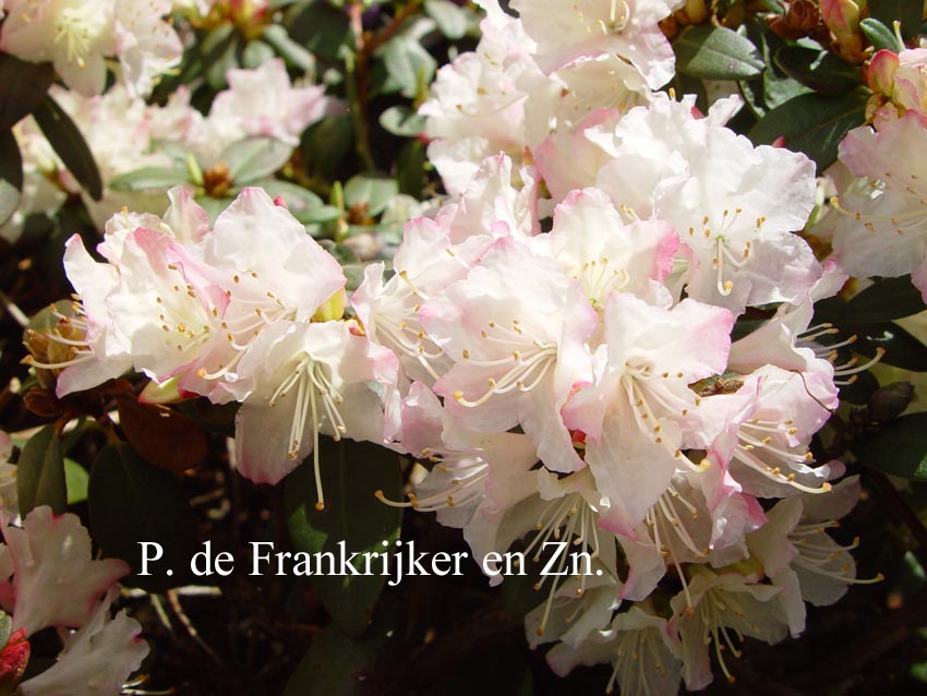 Rhododendron 'Ginny Gee'