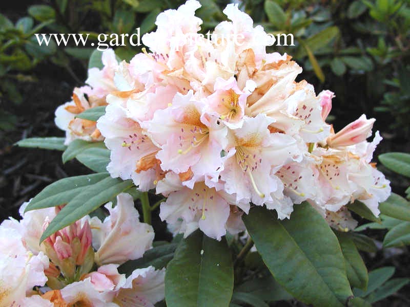 Rhododendron 'Gloria'